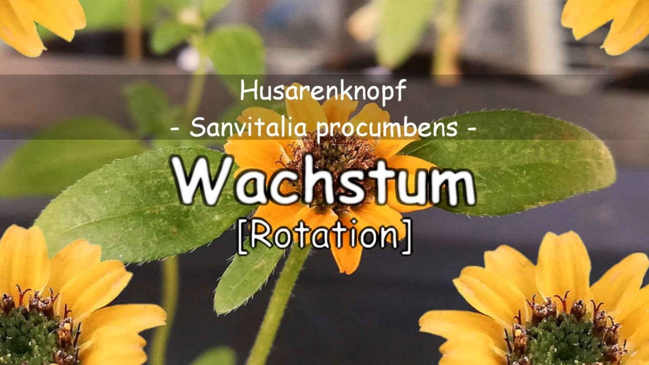 Husarenknöpfe (Sanvitalia procumbens)