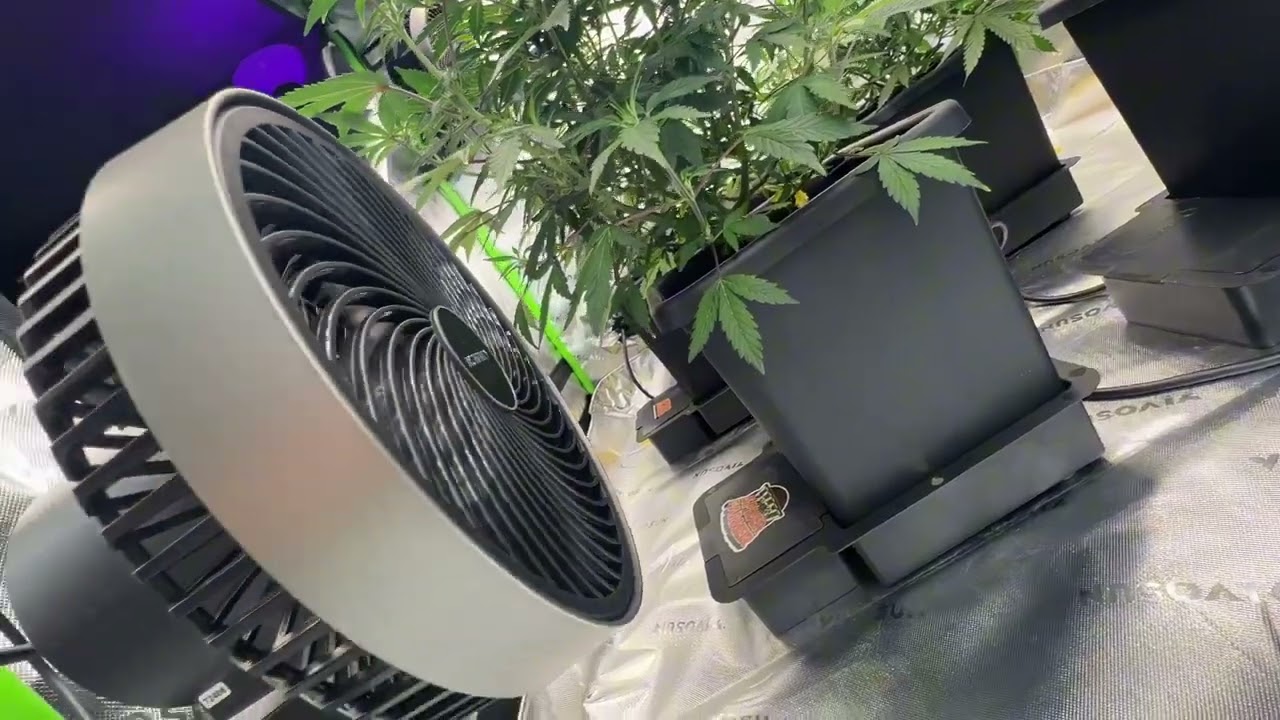 Shadow.strain AC INFINITY CLOUDRAY S6 Gen2 installation TNB Enhancer refill #tnb #co2