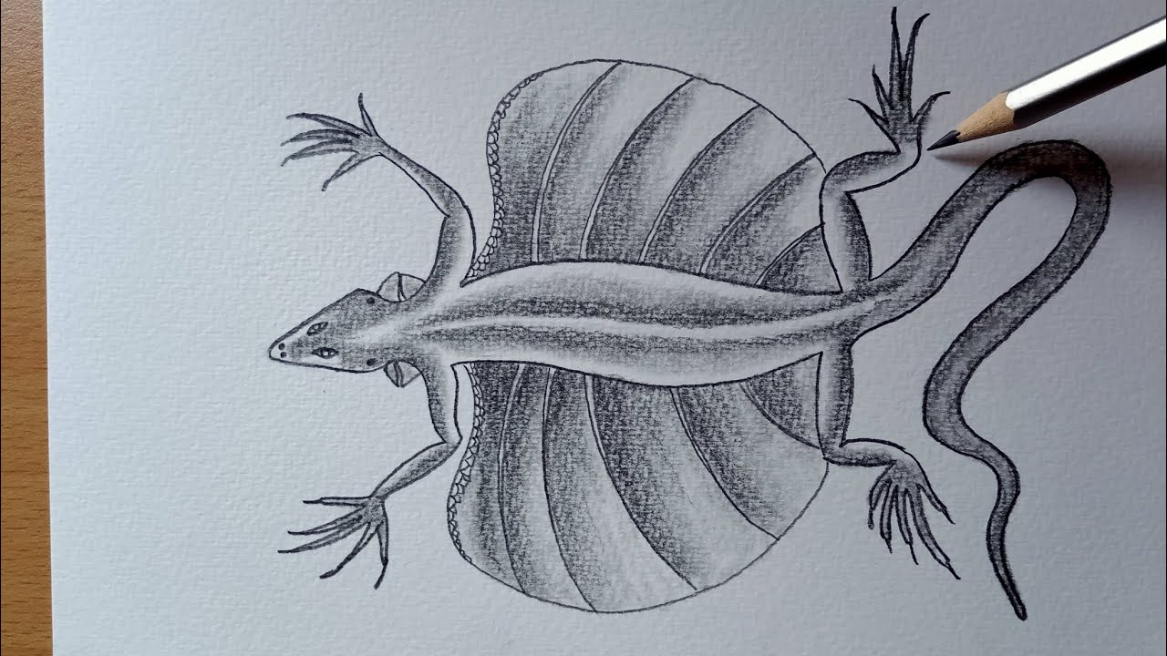 Draco Flying Lizard Diagram drawing, flying dragon, how to draw flying lizard | lizard pencil sketch