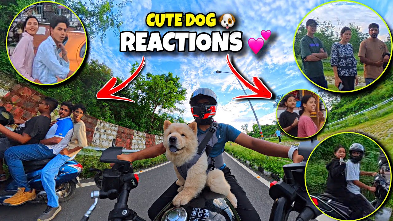Public Reaction On My Chow Chow Dog 🐶 🥰✨💕 #reaction #dog #publicreaction 