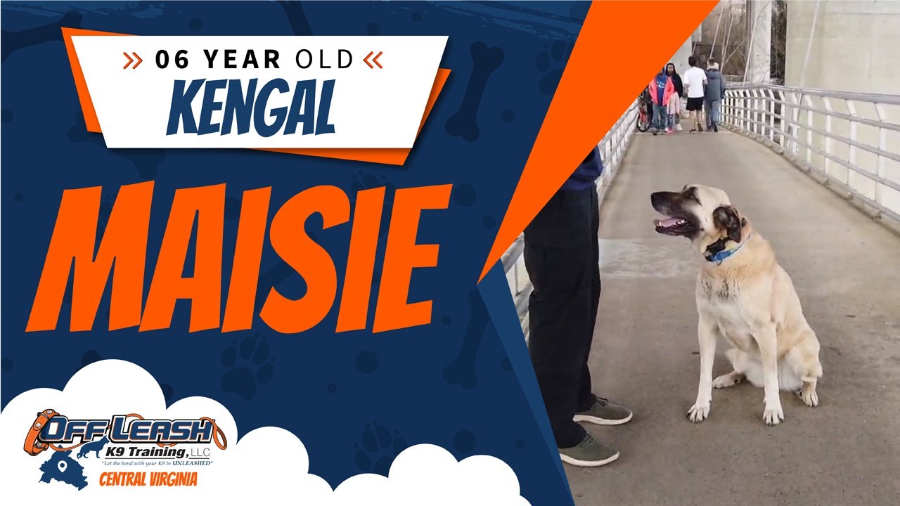 6 yo Kengal (Maisie) |Richmond's Best Dog Training | Off Leash K9 Training