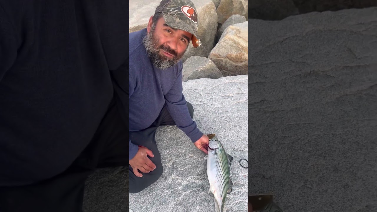 Buenas capturas de Bluefish y Bonito #fishing #pesca #fish #bluefish #capecod