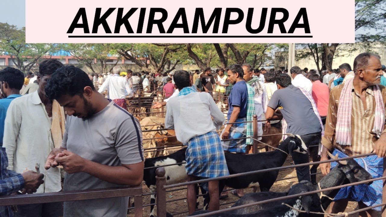 Akkirampura Sheep and goat market @ agrianimals