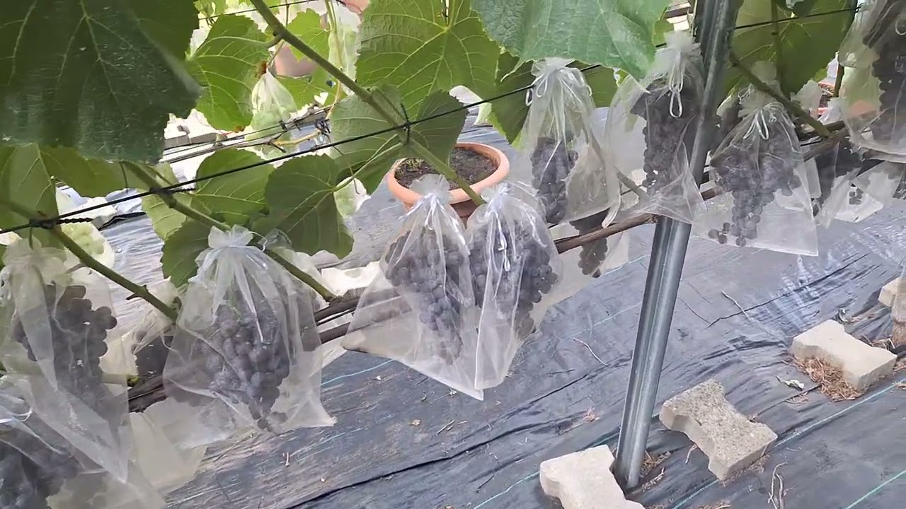 Úroda viniča 2025 (časť 1). Grape harvest 2025 (part 1). Урожай винограда в сезоне 2025 (частина 1)