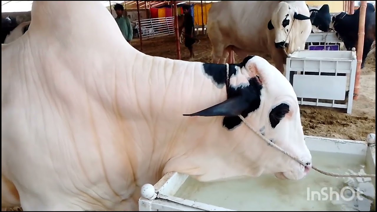 Panda print crow for Eid qurbani 2025 Eid Mubarak
