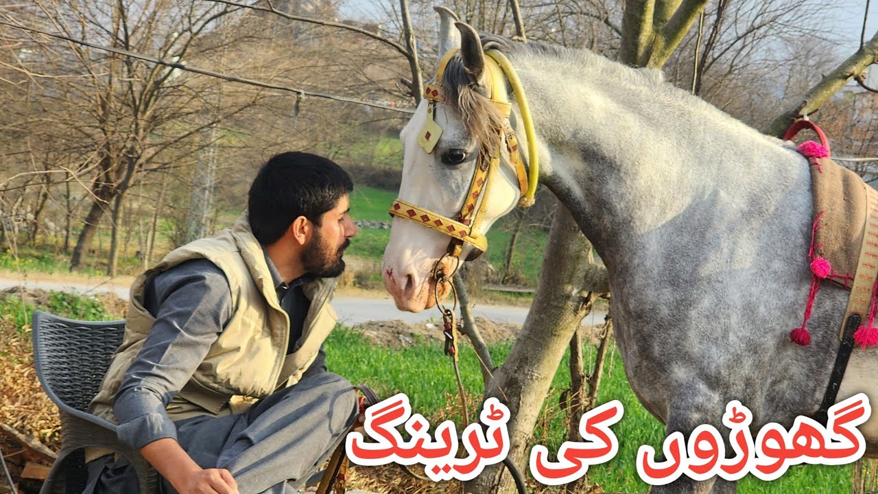 How to tain horse || Ghore ko kase train keyia jata ha #villagelife 
