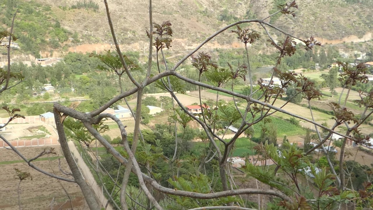 TOMAYKICHWA.- POSTALES DE MI TOMAYKICHWA.- 