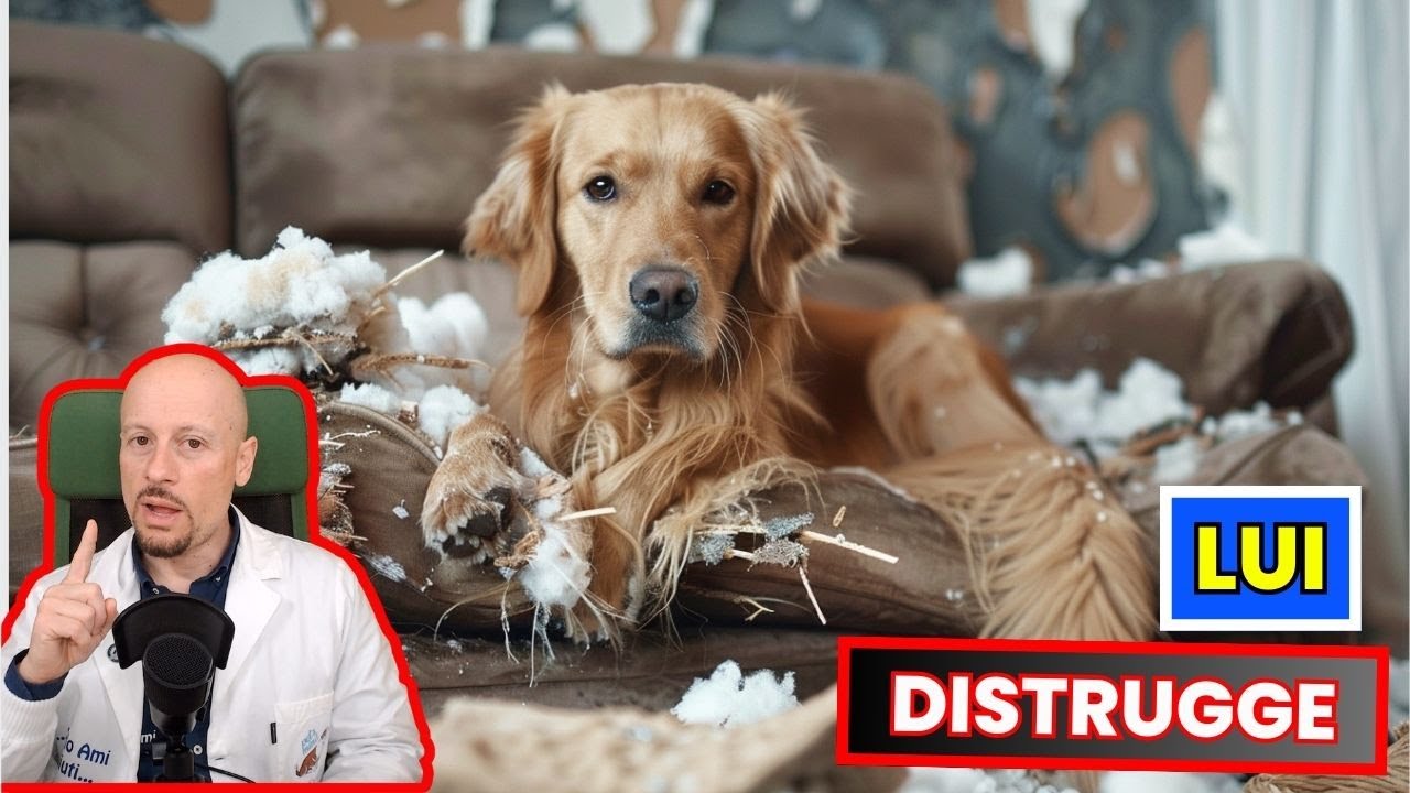 Perchè il Cane distrugge casa?