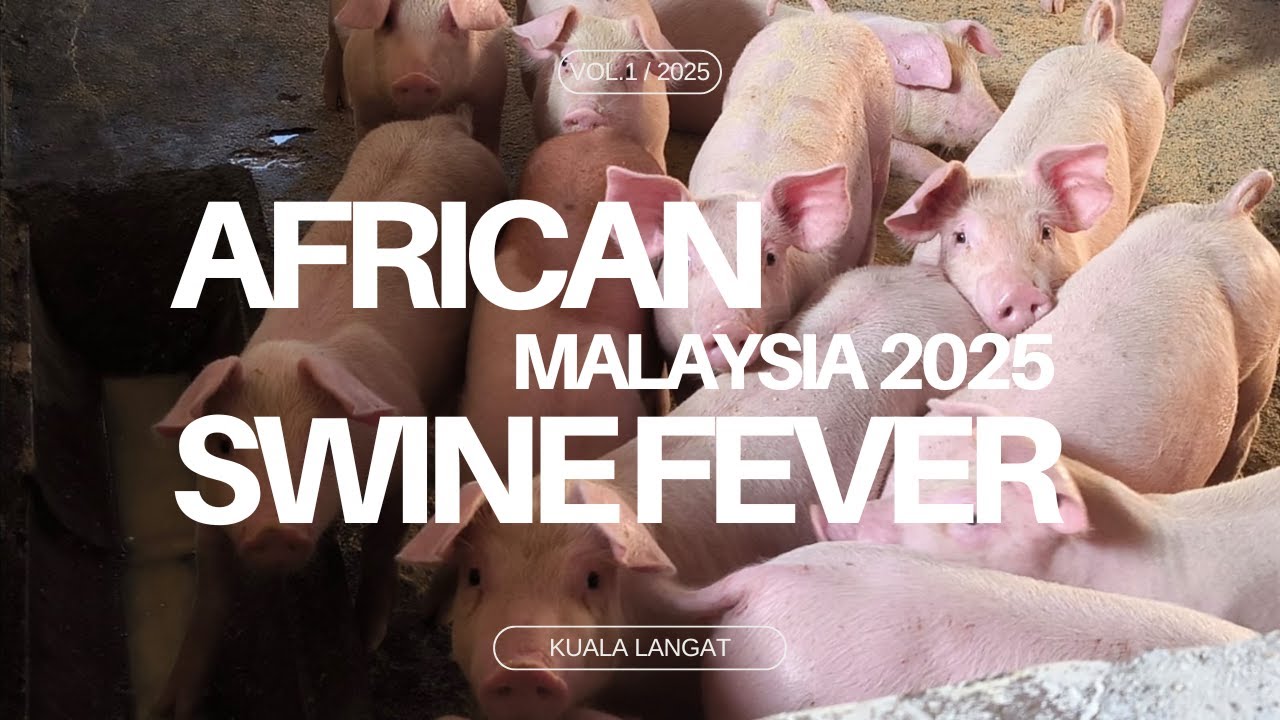 What Happened in Malaysia Kuala Langat due to African Swine Fever (ASF)