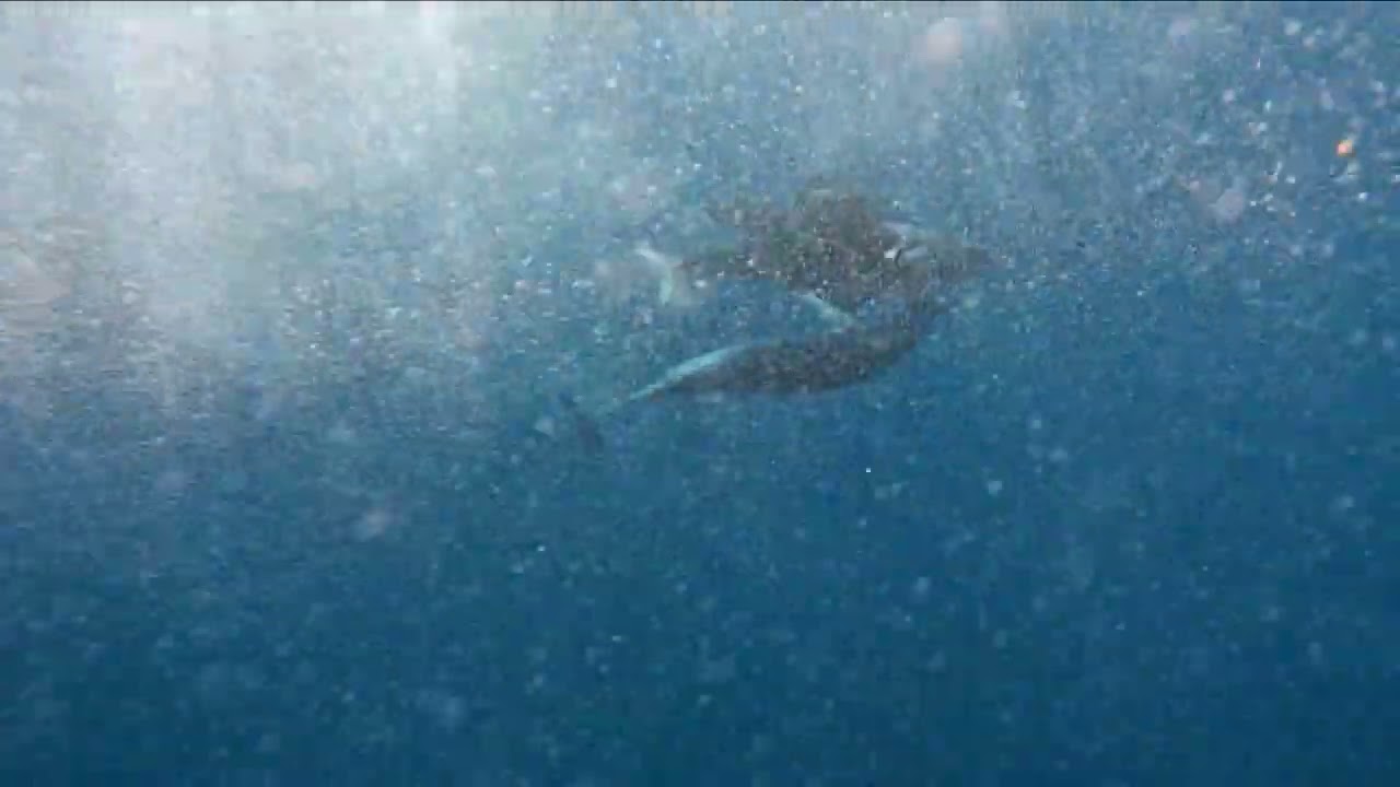 Dolphin Watching and swimming Flic en Flac Mauritius 2024