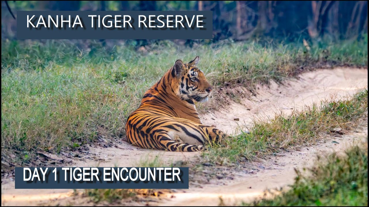 Kanha Tiger reserve, Day 1: Tiger Encounter
