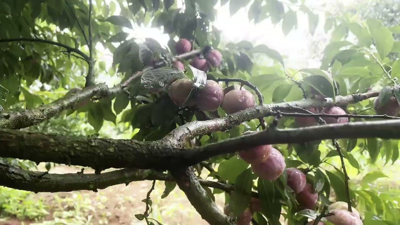 Mộc Châu mùa mận chín