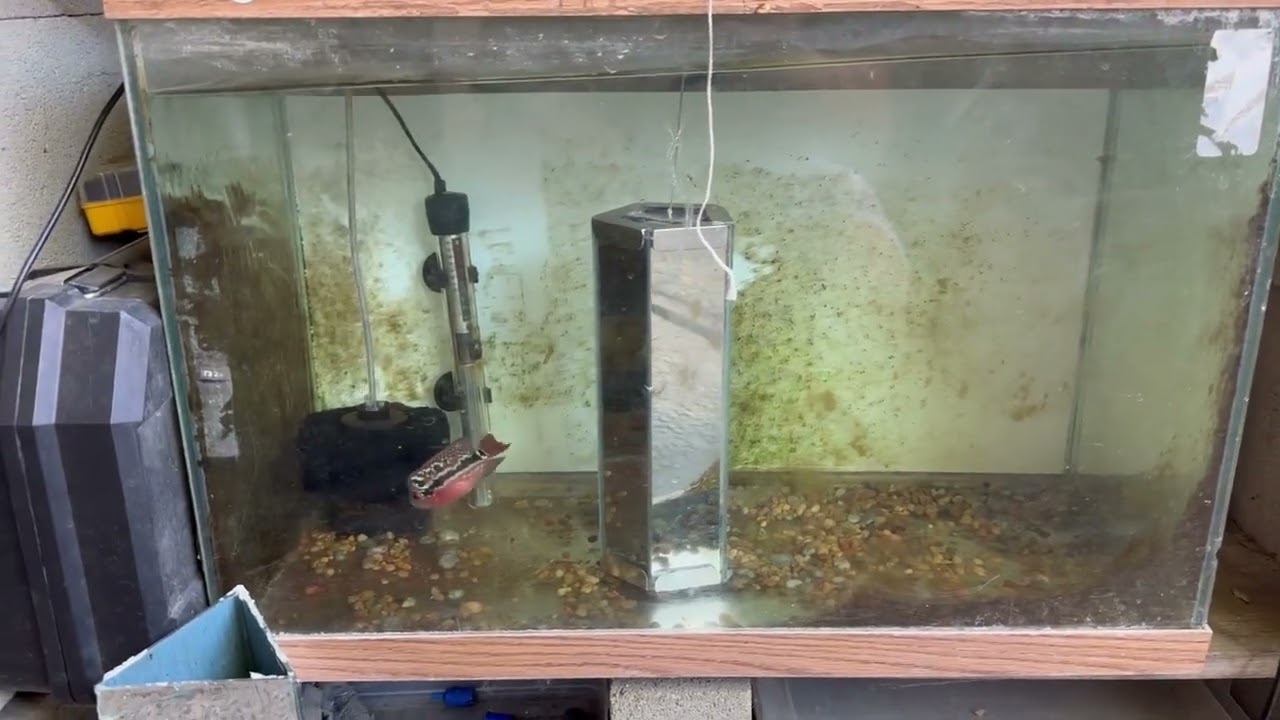 Grooming Flowerhorn Fry and Adult at any age!