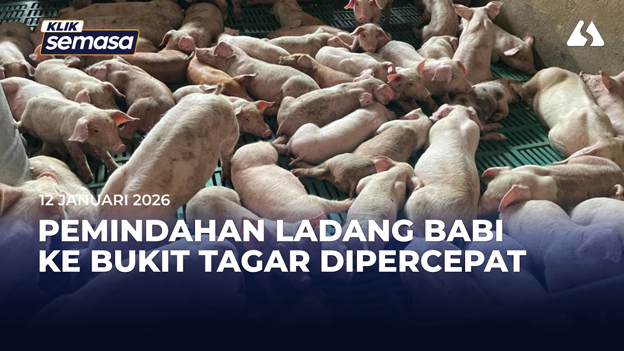 Selangor percepat pindah ladang ternakan babi ke Bukit Tagar