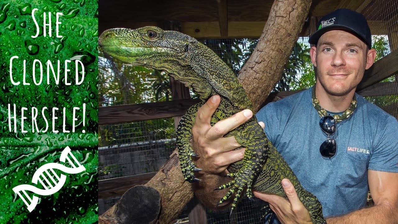 This crocodile monitor reproduced without a male! CLONED BABY! *parthenogenesis*