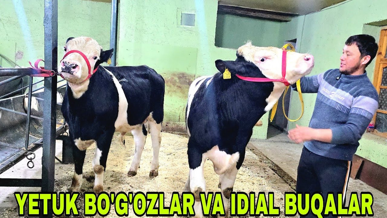 Xalq arzonchisi Shamshodjon yangisi yetuk bo'g'ozlar va udar buqalar 2 марта 2026 г.