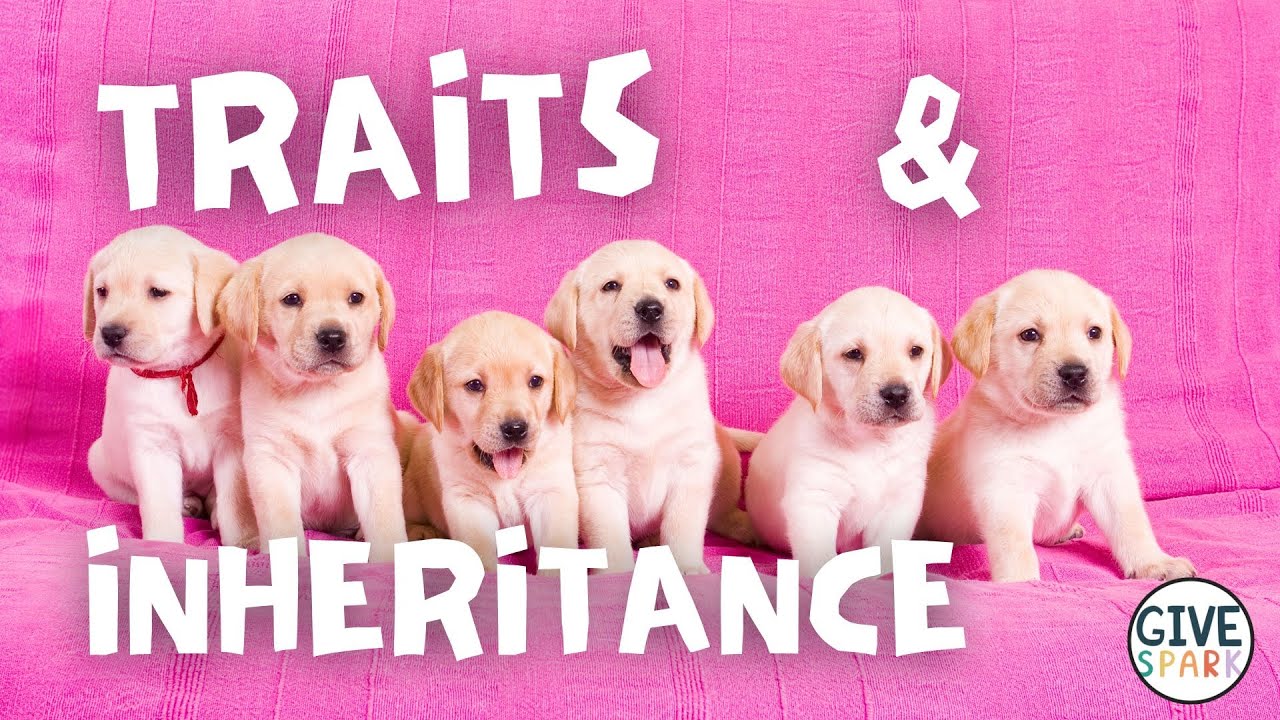 Traits and Inheritance for Kids | 3rd Grade NGSS Unit Introduction