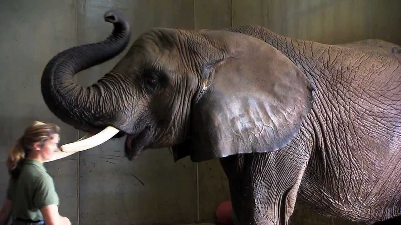 Cool Down at the Zoo | The Weekly Special