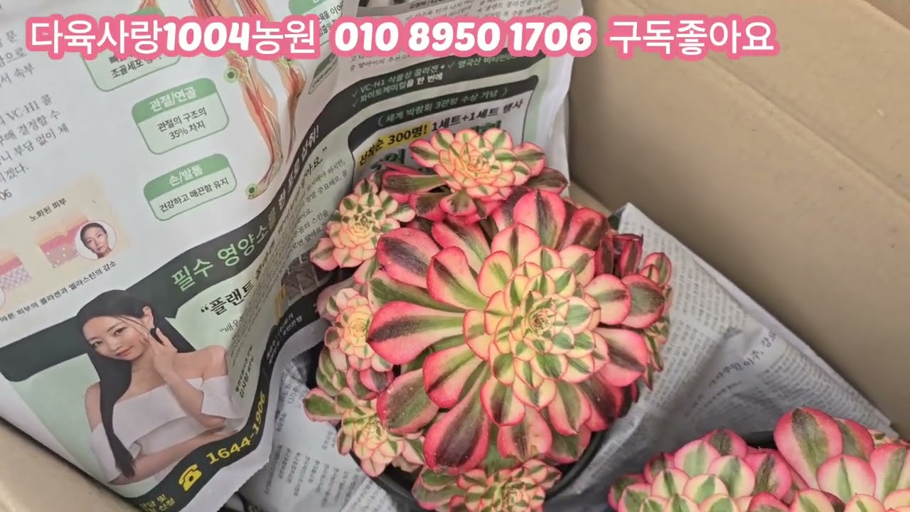 농장의다녀왔어요예쁜아이들 천국이어요. 놀러오셔요