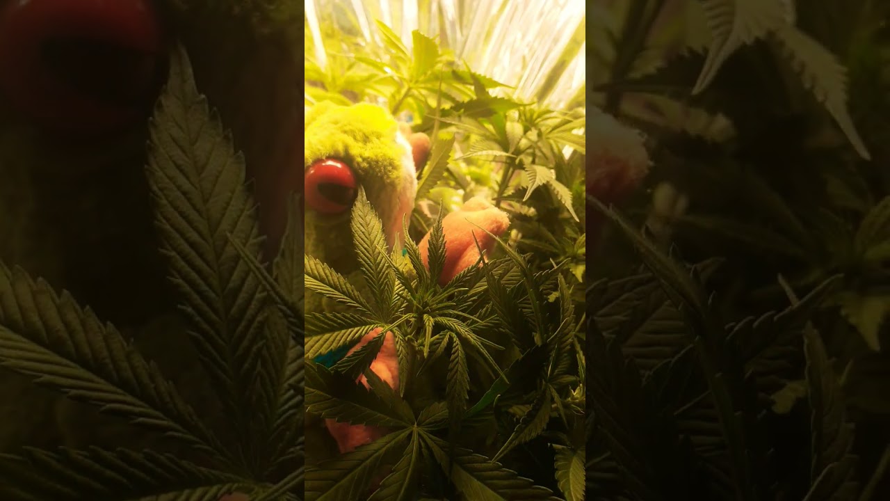 #cannabis #growbiarra #growerbr