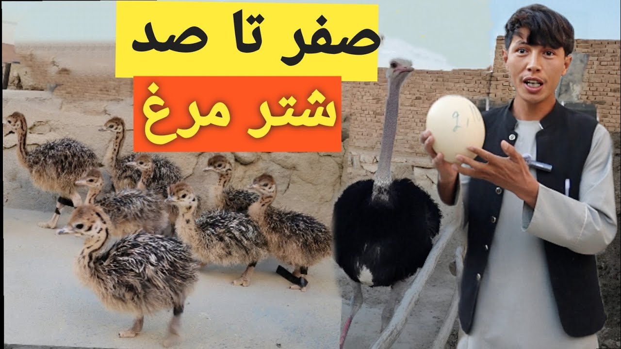 فارم شتر مرغ از تخم تا چوچه کشی و نگهداری در فارم را در این ویدیو بیننده باشید❤️❤️