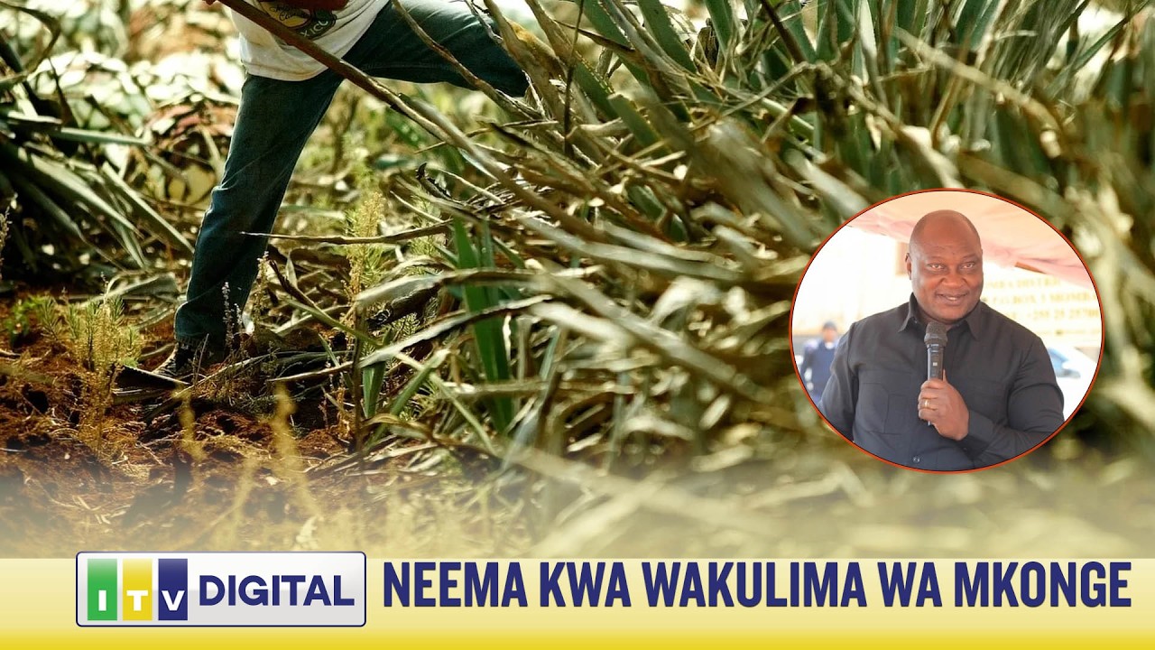 CHONGOLO ATANGAZA NEEMA KWA WAKULIMA WA MKONGE NA CHAI  - KOROGWE