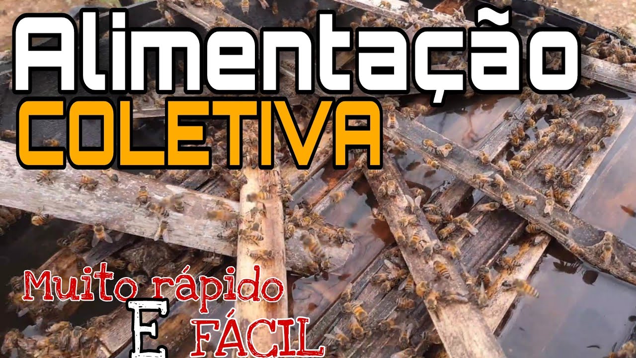 Alimenta&ccedil;&atilde;o coletiva !                       A maneira mais r&aacute;pida de alimentar ABELHAS (como fazer)