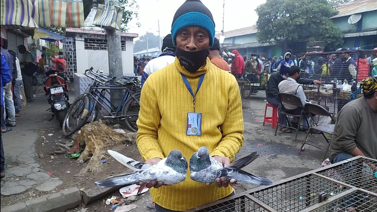 RECENT HIGHFLYER PIGEON PRICE UPDATE| GALIFF STREET BIRD MARKET KOLKATA| CHEAP PRICE|VISIT 6FEB 2022