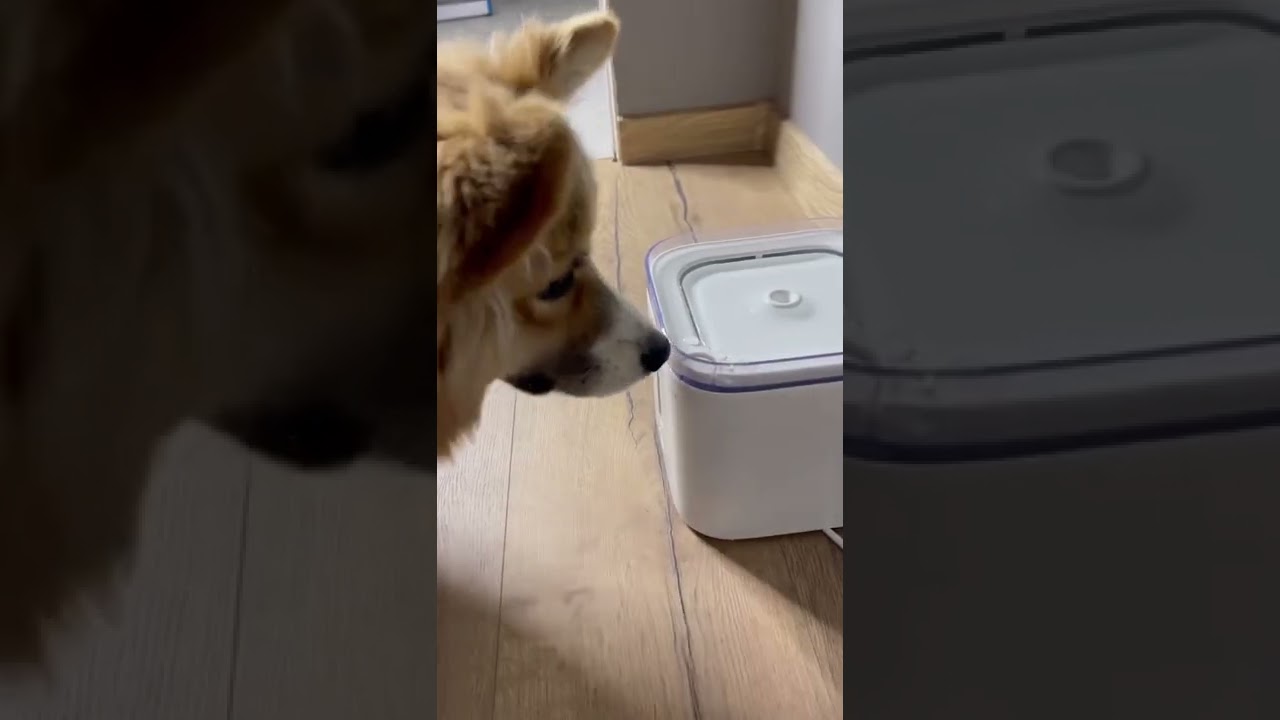 Eversweet 2 от PETKIT
