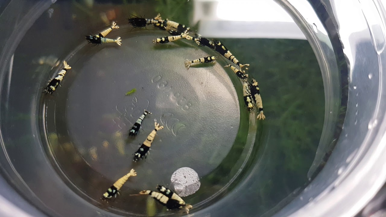 EvoShrimp | Black Pinto