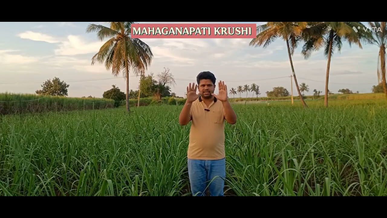 Use this Fertilizer through Drip irrigation to increase Sugarcane Tillers in Sugarcane cultivation.