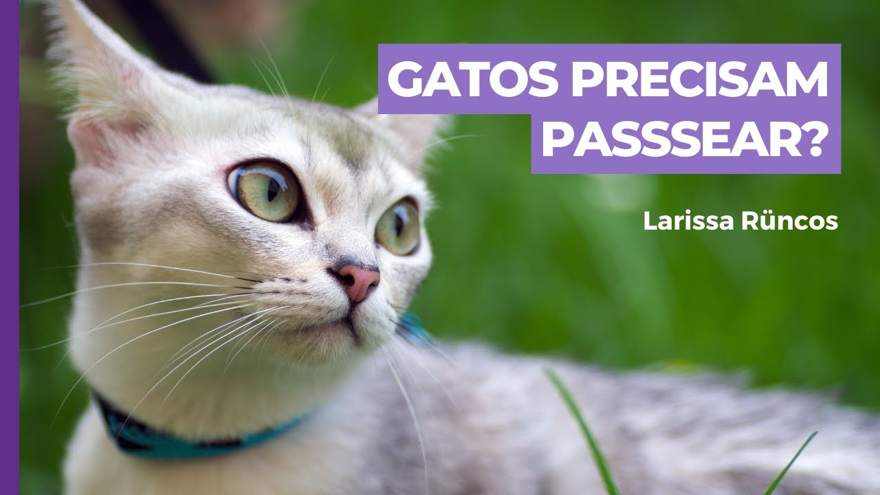 POR QUE PASSEAR COM GATOS É IMPORTANTE???