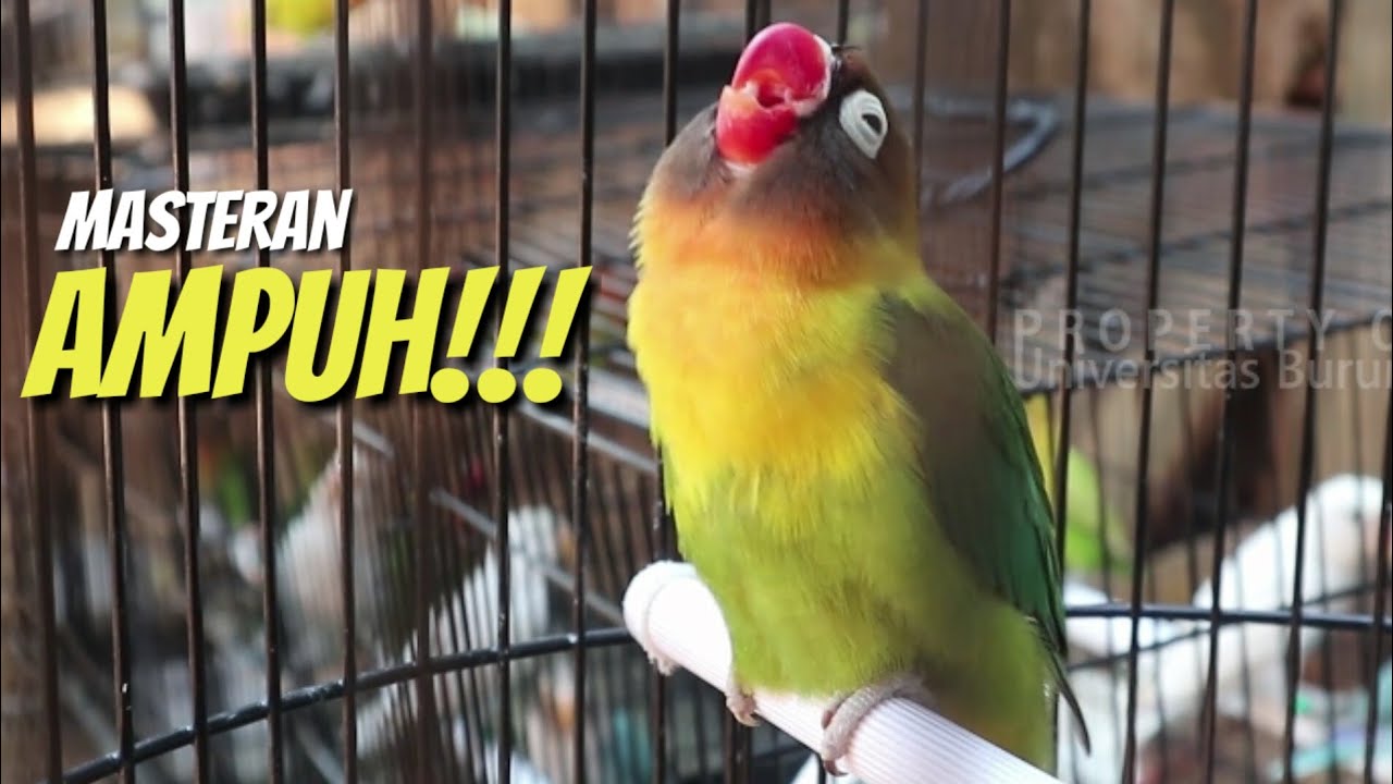 Masteran lovebird konslet ! Ampuh !!
