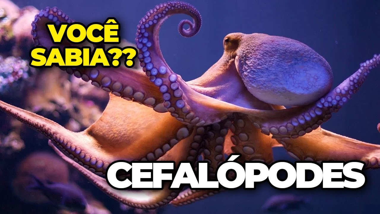 VOC&Ecirc; SABIA Cefal&oacute;podes #cefalopodes #polvo #lula #octopus #cuttlefish #smallsquid