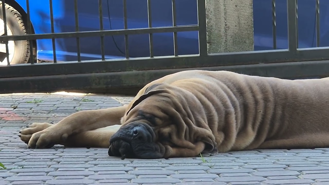 Jak strozuja Mastiffy uzytkowe ? MastineuM FCI Poland