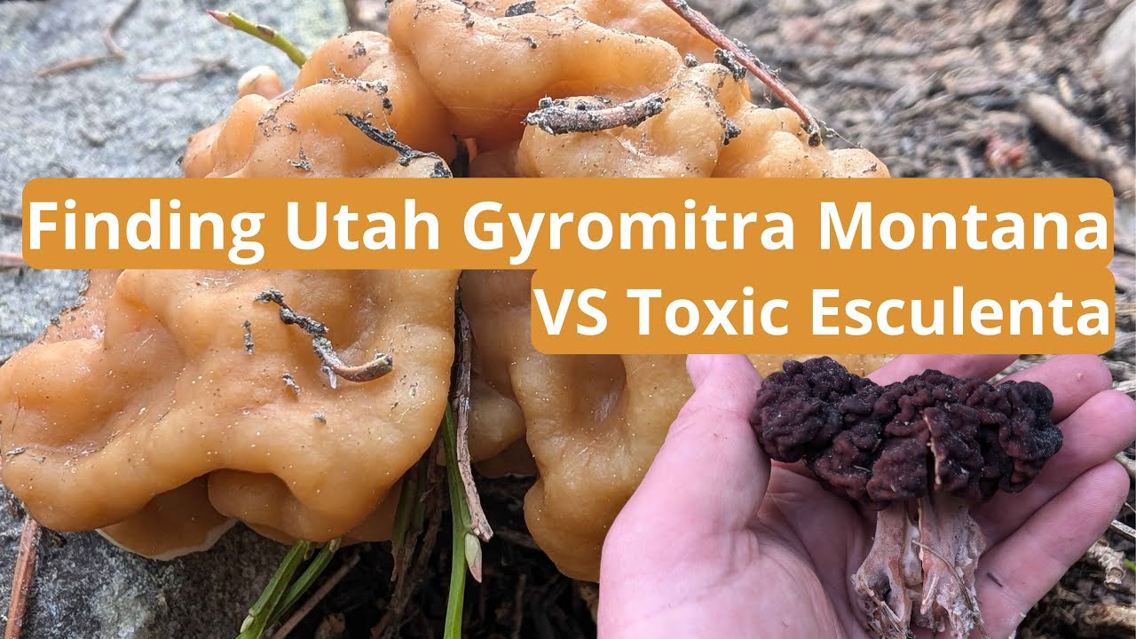 Finding Gyromitra Montana Mushrooms and Toxic Esculenta - 2024 Hunt #mushroomhunting  #mushroom