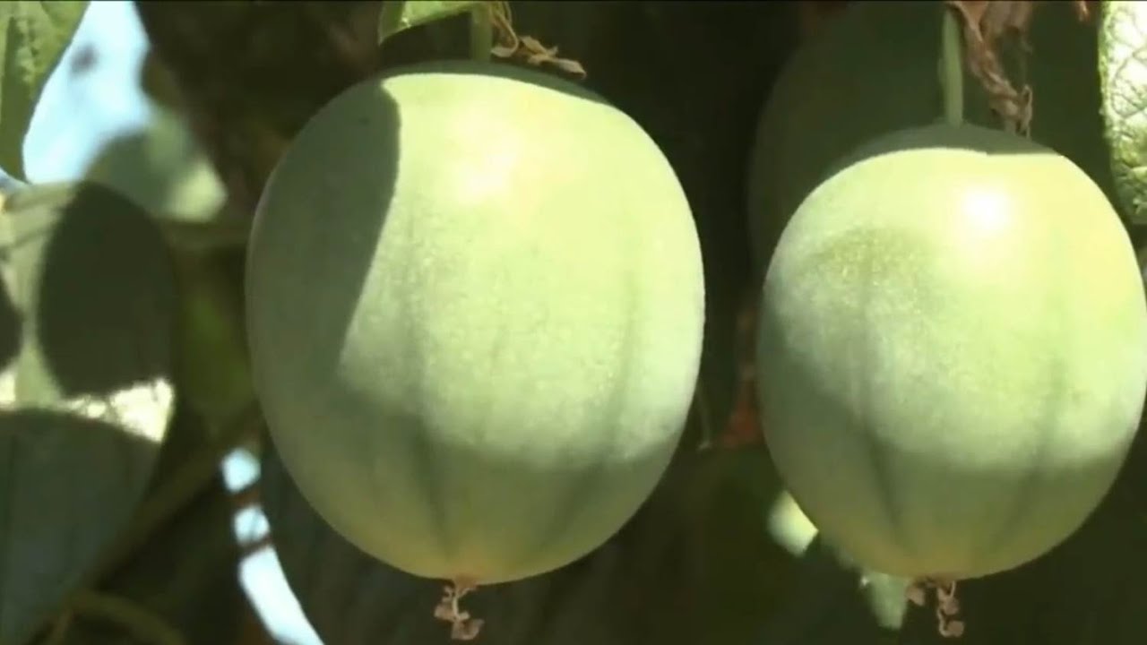 Conheça o Maracujá Pérola do Cerrado