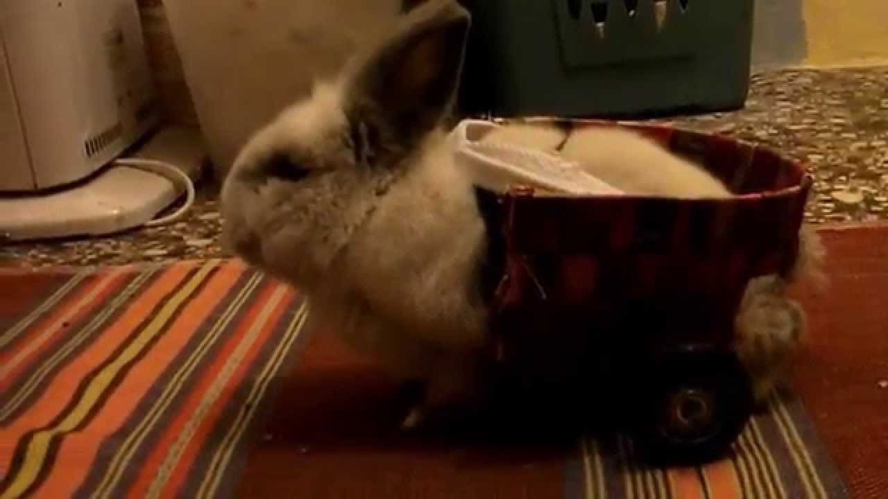Bunny on wheelchair