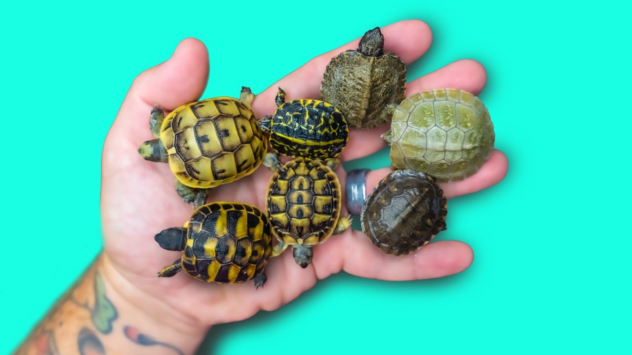 Droves of Baby Turtles Hatching! I Need Help From Friends!