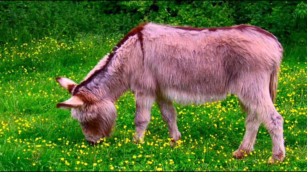 Mountain nature mules, DonKey Farm, Donkey Animal Play
