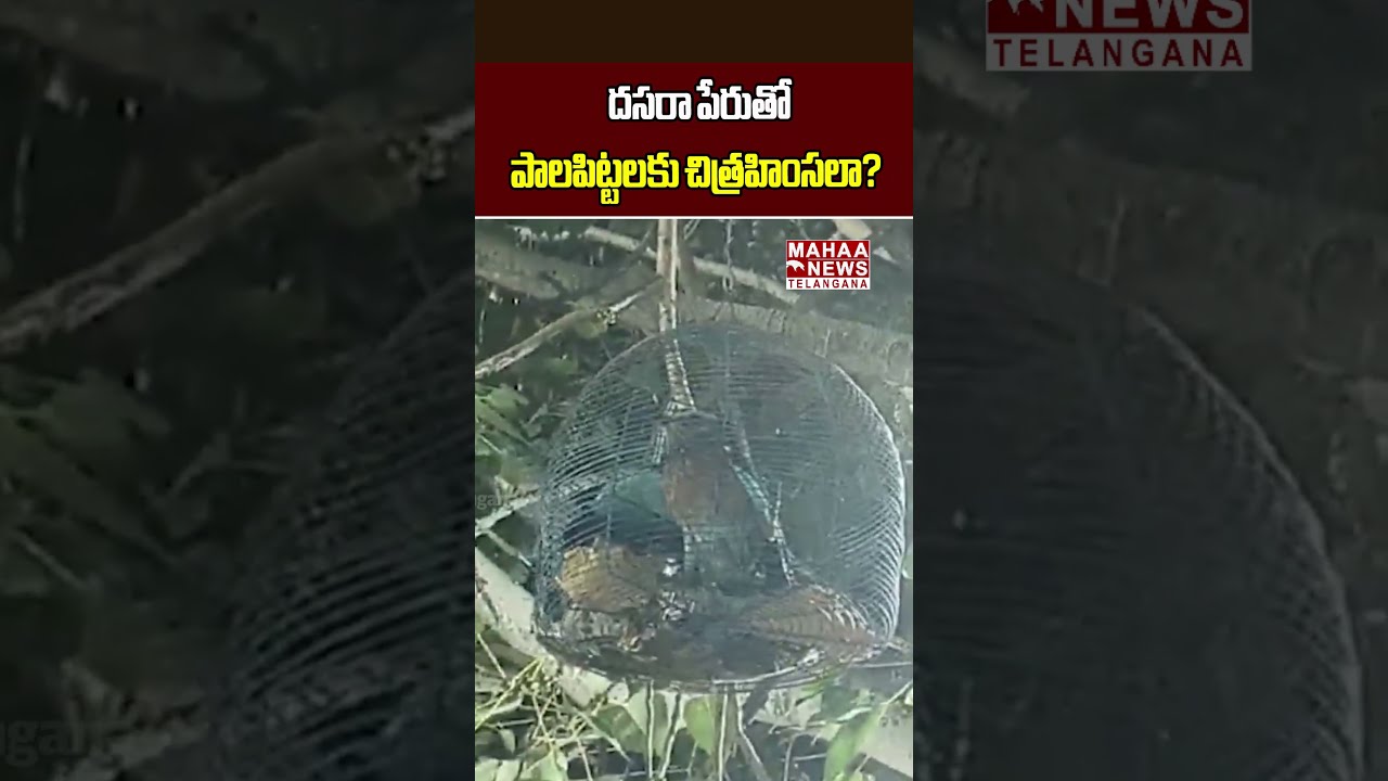 దసరా పేరుతో పాలపిట్టలకు చిత్రహింసలా? | Birds Caged in the Name of Tradition? | Mahaa Telangana