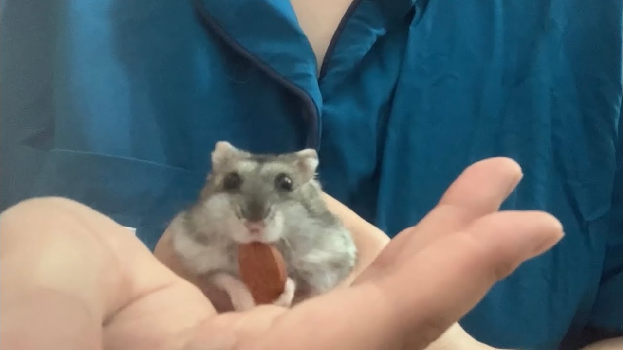 아몬드를 숨긴 햄스터 hamster hid a almond