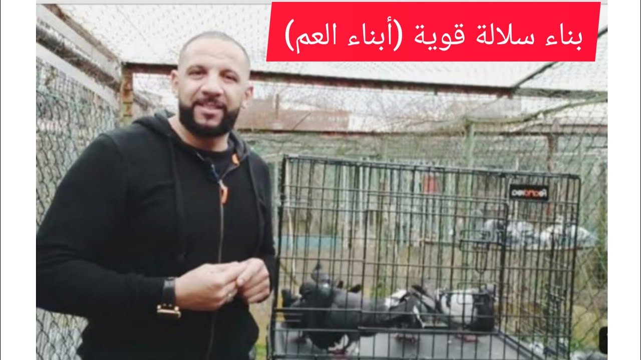 بناء سلالة قوية لجميع أنواع الحمام(الجزء 1) 2023
