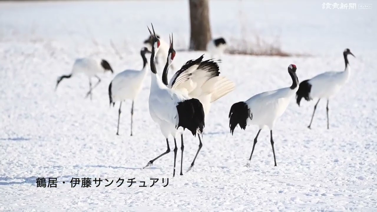 特別天然記念物タンチョウ、華麗に舞う…北海道鶴居村