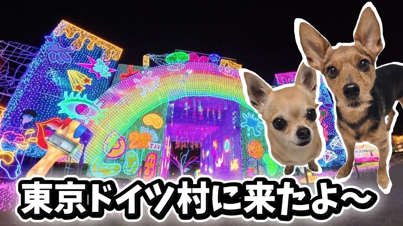 東京ドイツ村のイルミネーション✨️　愛犬と光の世界へ🐶🌈
