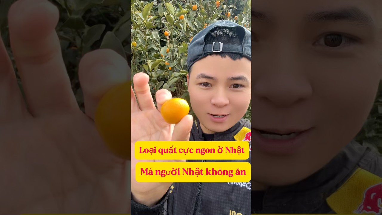 Loại quất cực ngon ở Nhật m&agrave; kh&ocirc;ng ai ăn #cuocsongnhatban #nhattuan #cuocsongnhat