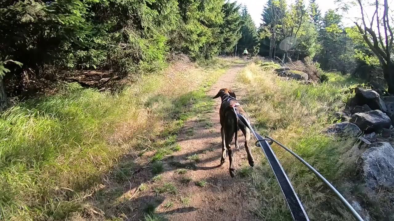 Bikejoring - first race for RubyC, Fitmin Lesná 2019