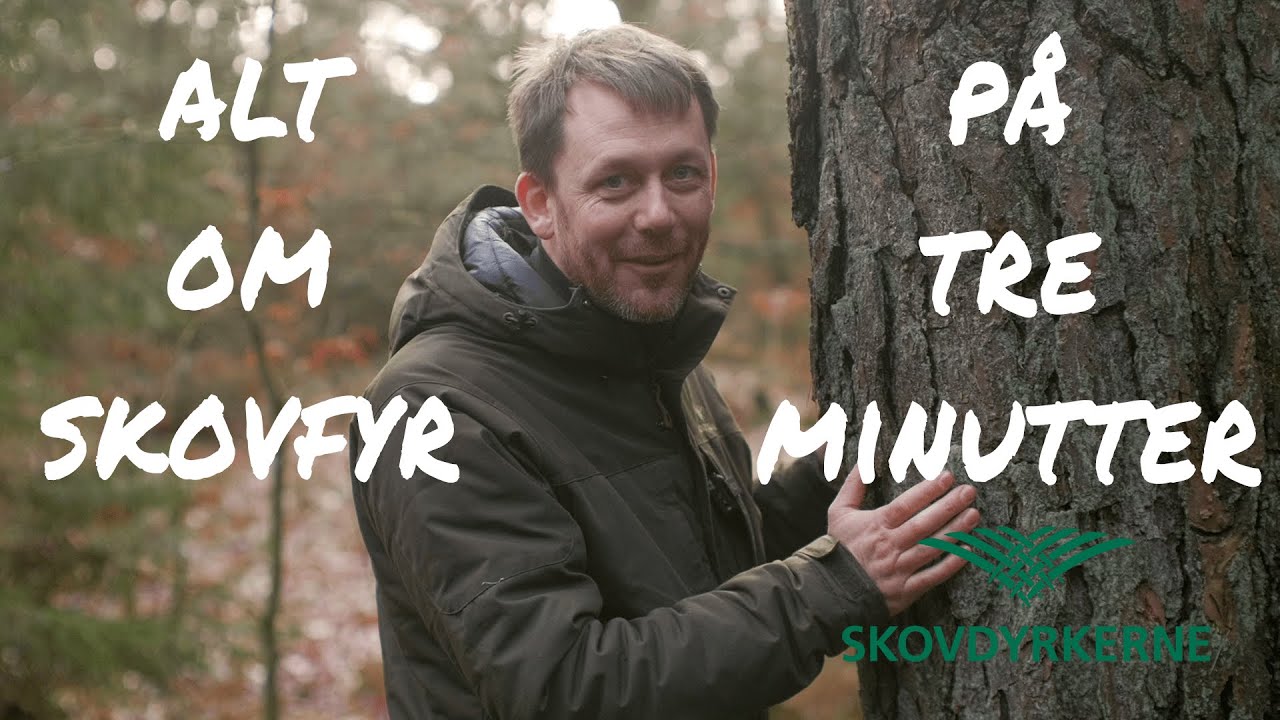Skovfyr