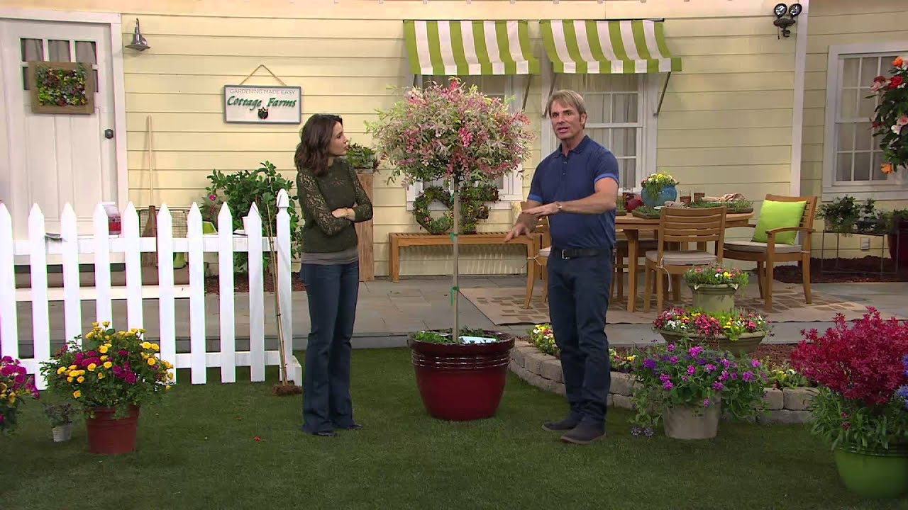 Cottage Farms Pink Princess Willow Tree with Rachel Boesing