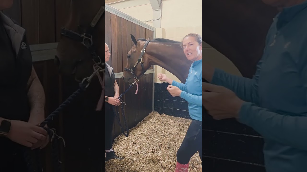 So You Want To Buy An Ex Racehorse? Part 1